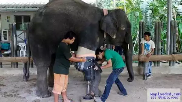 Photo News: Asian Elephant Who Lost Her Leg In A Landmine Gets Prosthetic Leg